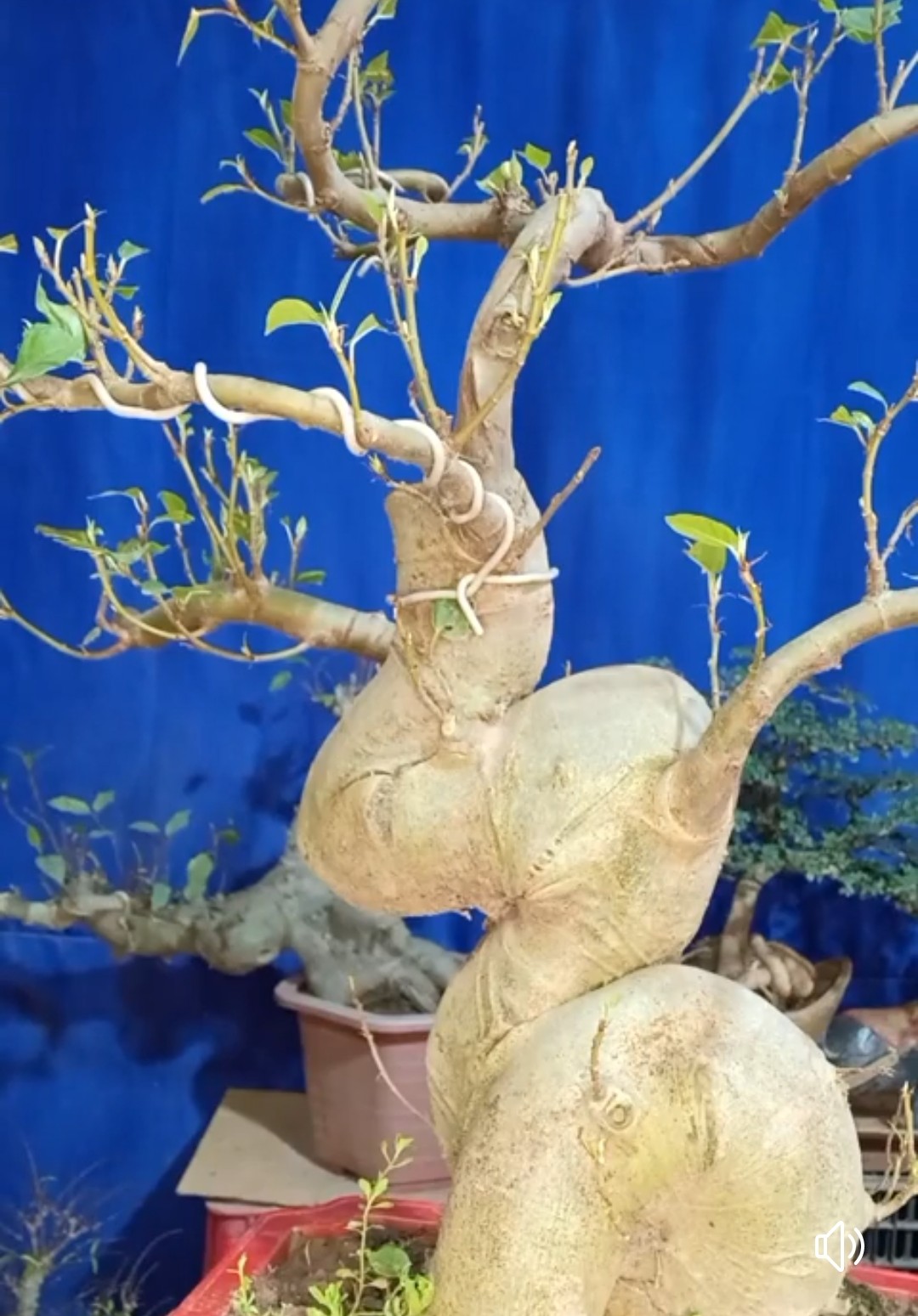 ลวดหุ้มกลม ลวดเคลือบพลาสติกกลม ลวดเคลือบ ลวดมัดต้นไม้ #24/80M สีขาว WT24-001