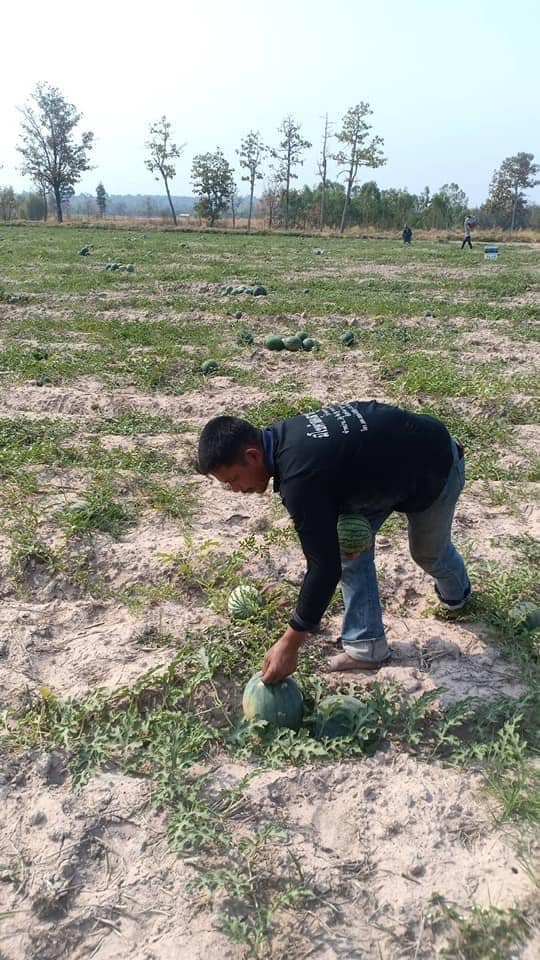 แตงโมอินทรีย์ 100%