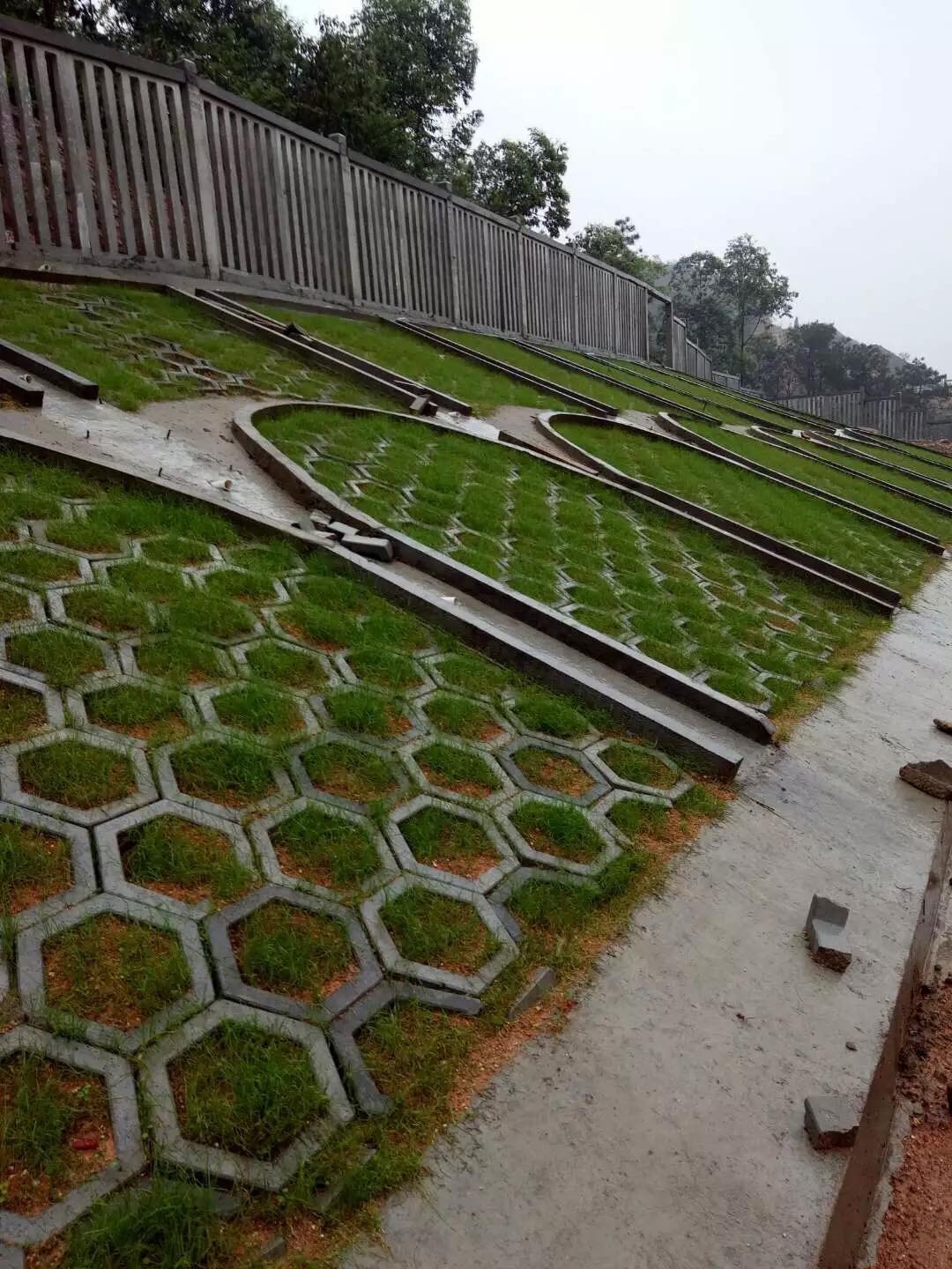 (1กก.)เมล็ดหญ้าเบอร์มิวด้า+น้ำยาแช่เมล็ด