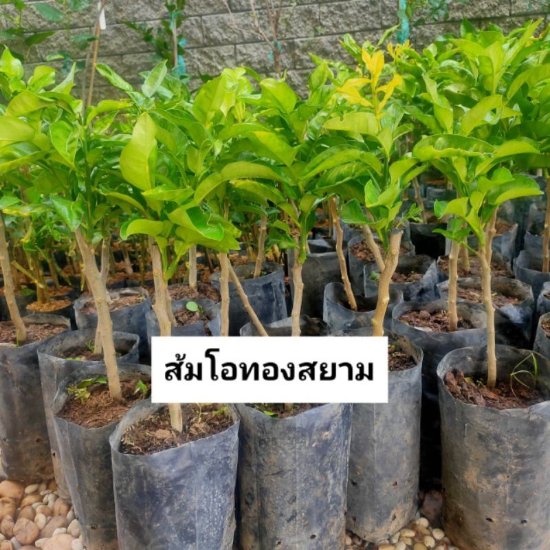 🍊#ต้นส้มโอทองสยาม#ส้มโอจักรพรรดิ์ ผลใหญ่เนื้อหวาน ยอดต้นสวย