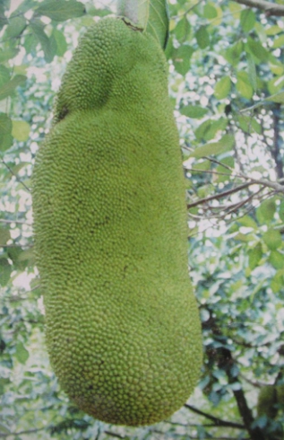 ต้นขนุนทองส้ม