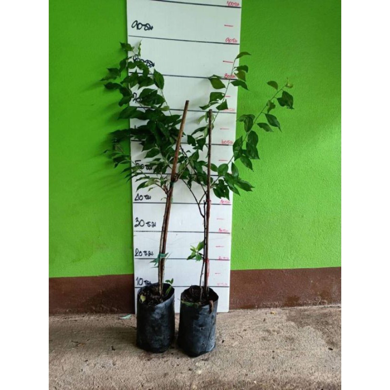 💢ต้นเชอรี่ดอย พร้อมปลูกจ้า