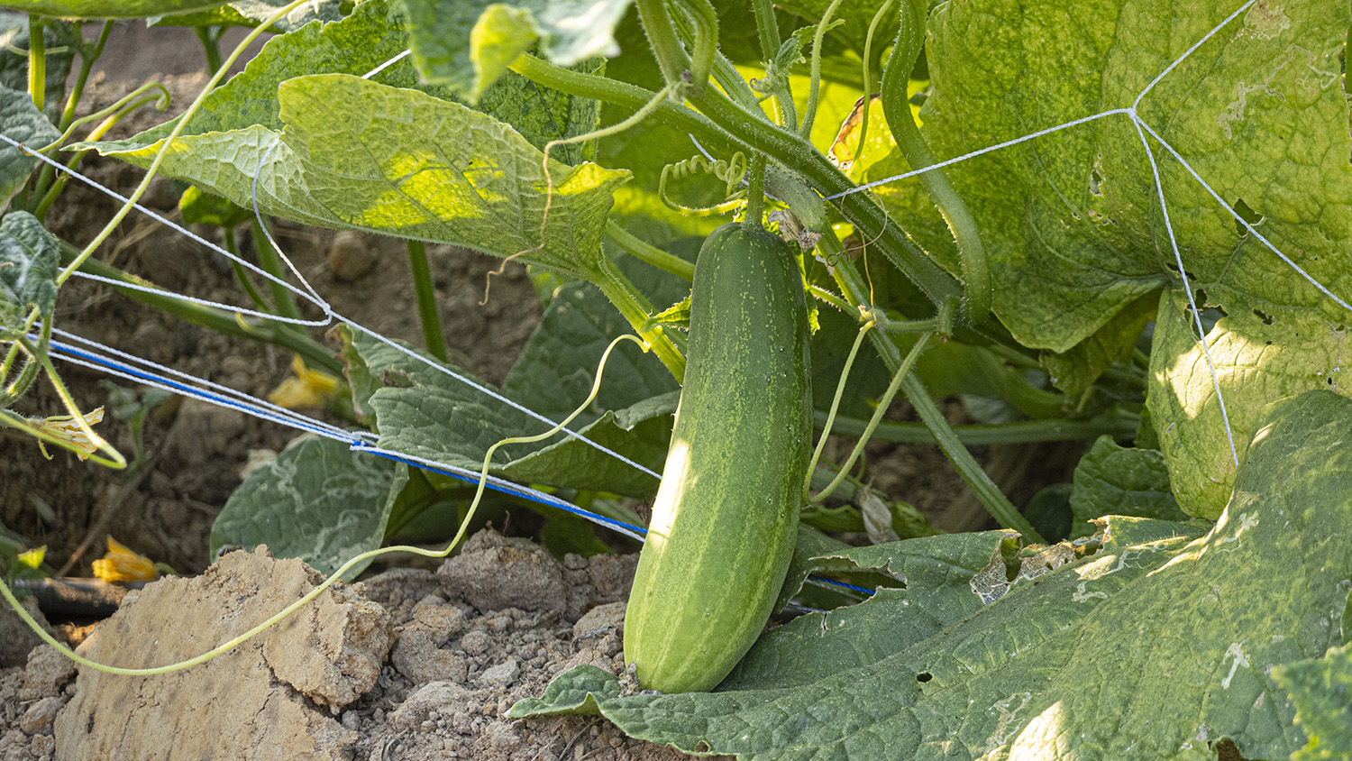 แตงกวาอินทรีย์ 1 กก.