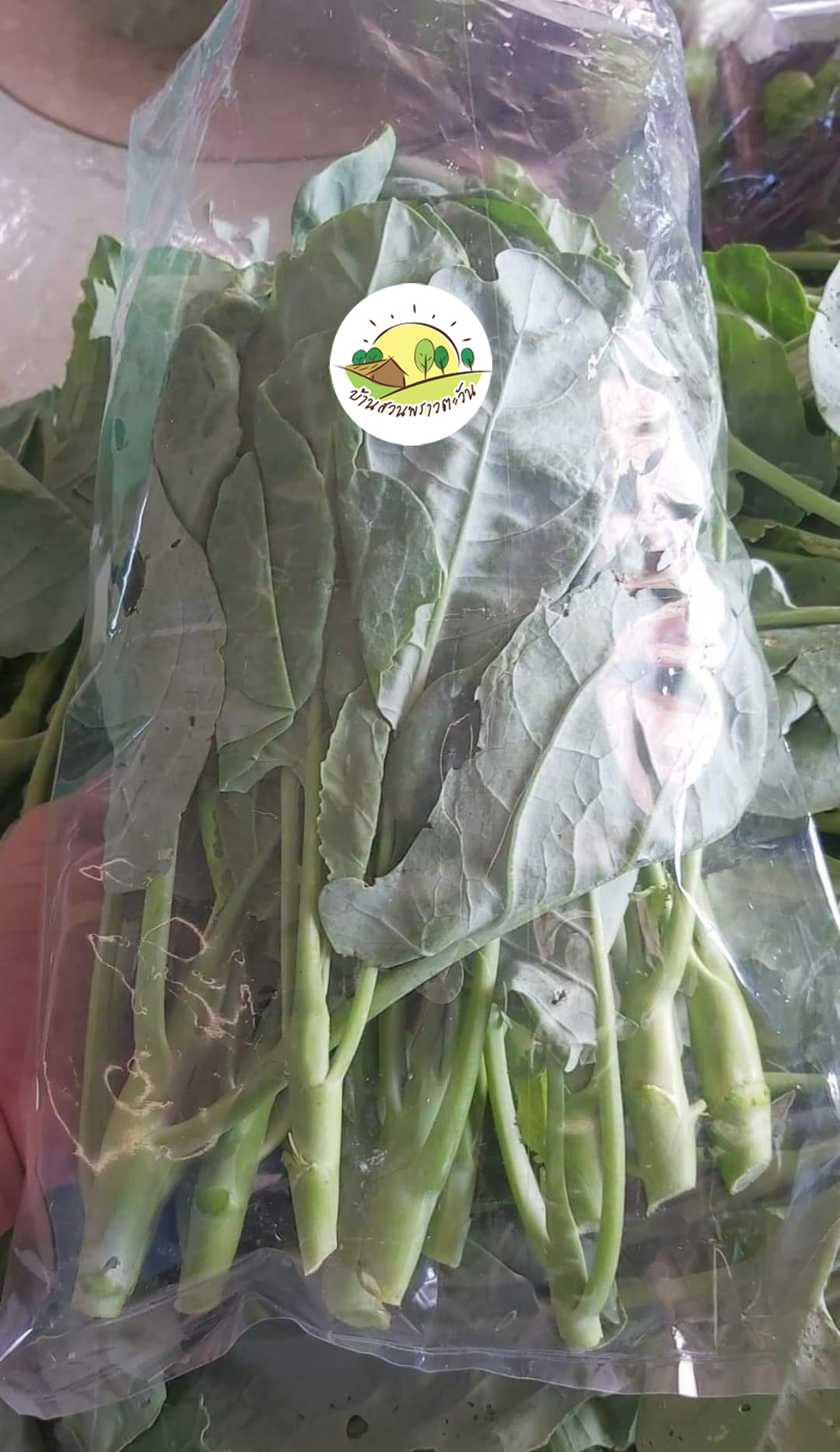 ผักคะน้าออร์แกนิค 100% บรรจุ 500 กรัม