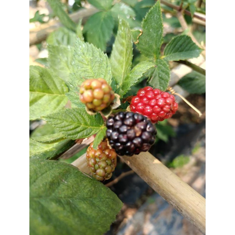 ต้นแบล็คเบอรี่ไร้หนาม ให้ผลผลิตไวปลูกง่าย พร้อมลงปลูกคะ