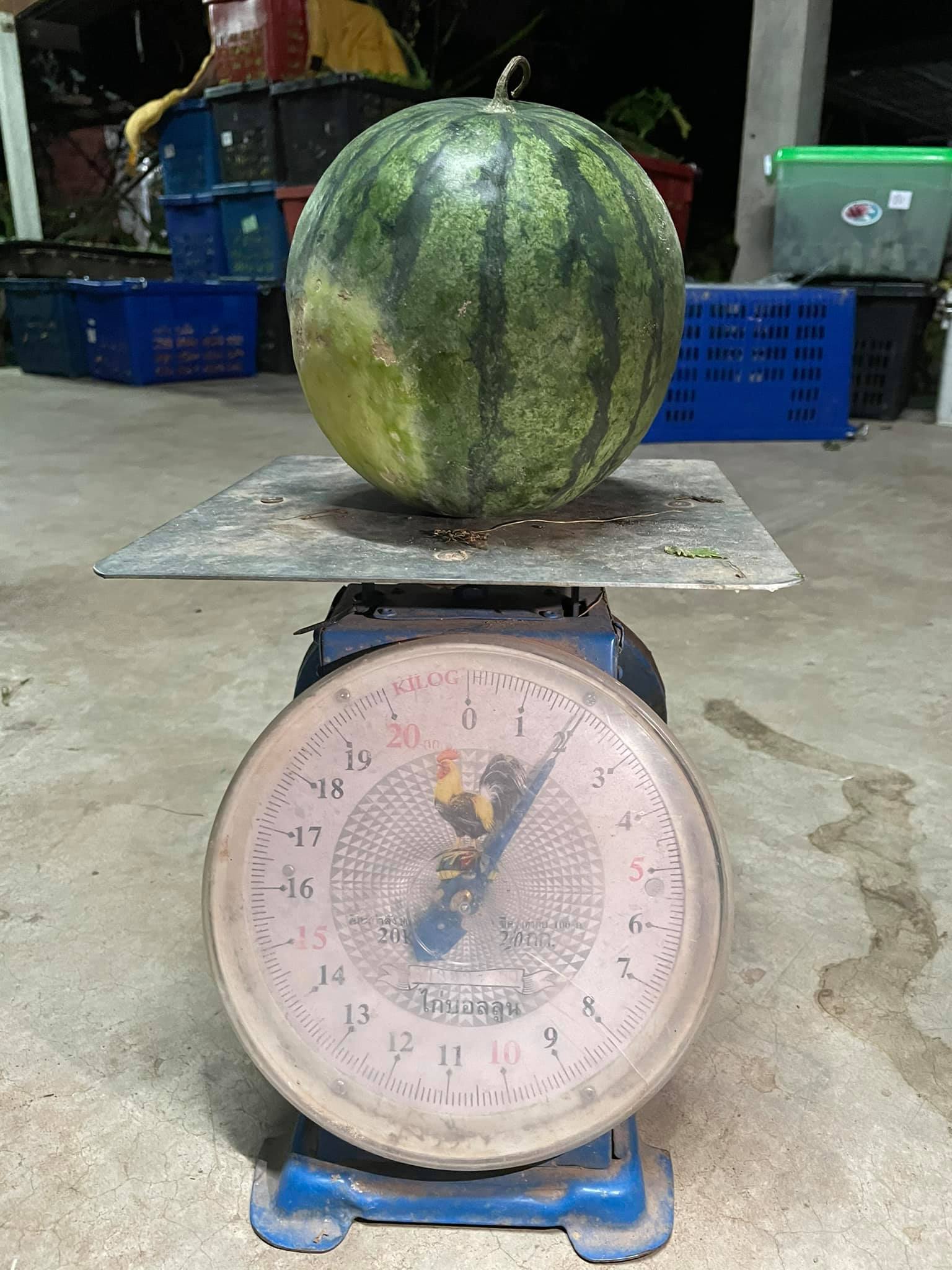 แตงโมอินทรีย์ 100%