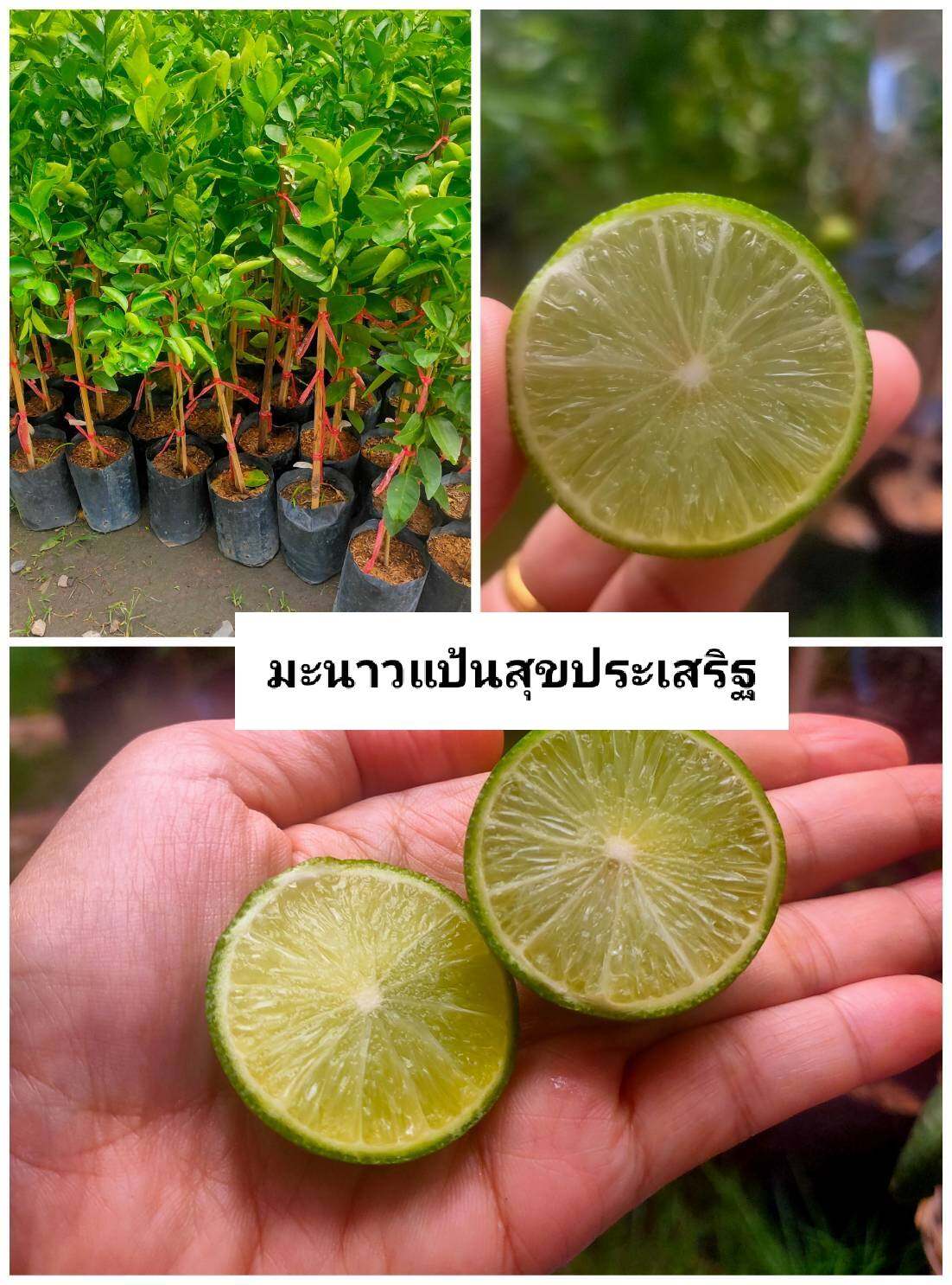 #มะนาวแป้นสุขประเสริฐ ไร้เมล็ด พันธุ๋ผสมระหว่างมะนาวแป้นพิจิตรและแม่ลูกดก น้ำเยอะ รสเปรี้ยว หอมแรง