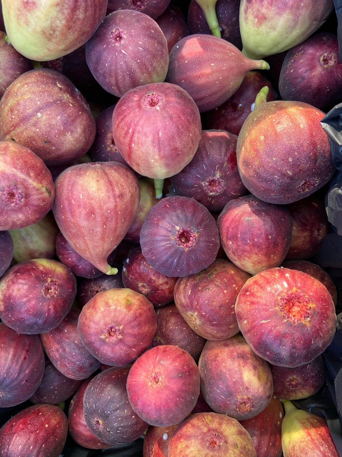 🌰#ต้นมะเดื่อฝรั่งbtm6 สายพันธุ์ญี่ปุ่น กระถาง8นิ้ว