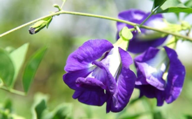 แชมพูอัญชัน&ใบหมี่