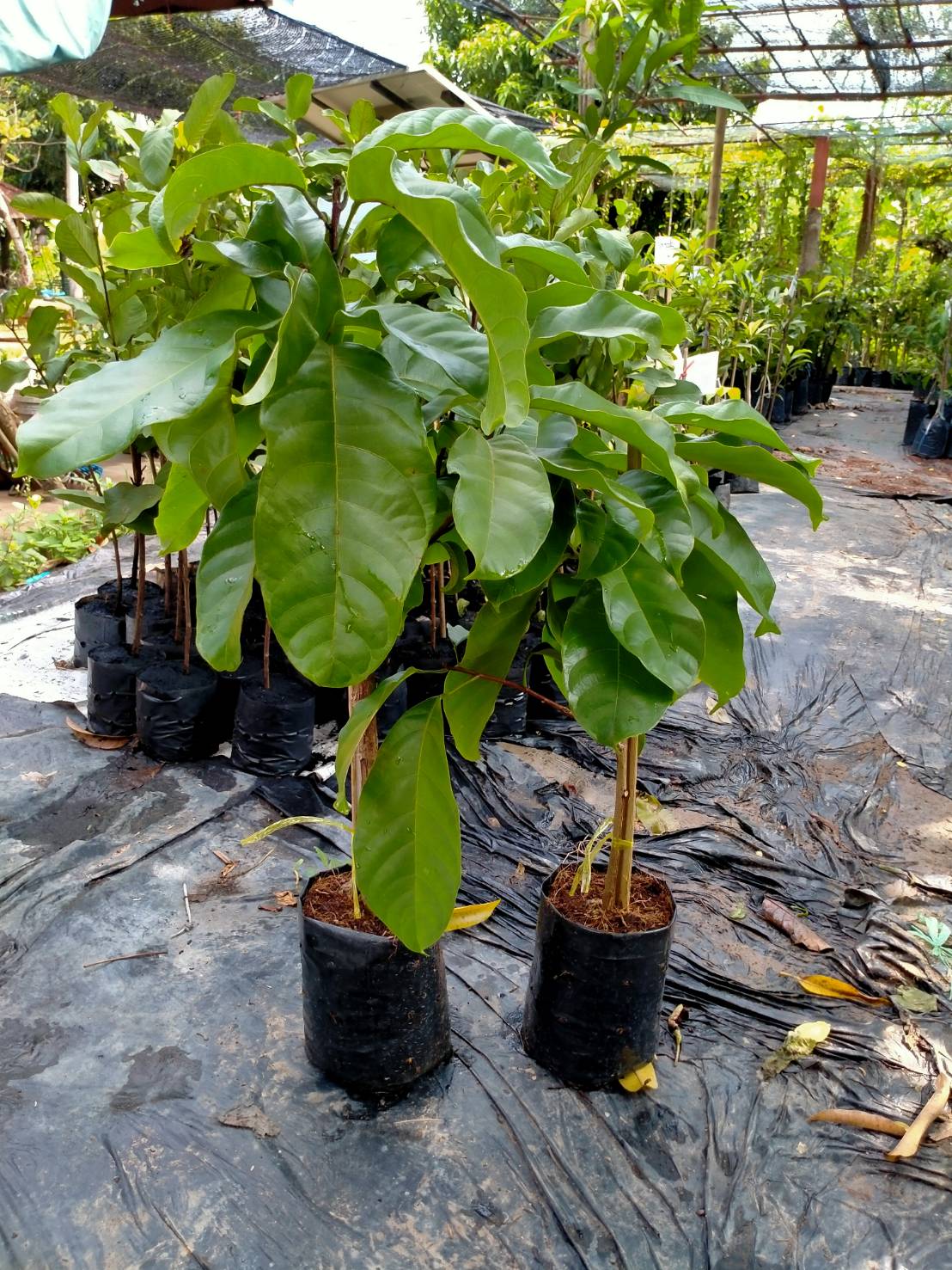 #ต้นเกาลัดไทย ต้นทาบ รสชาดหวานมันอร่อย