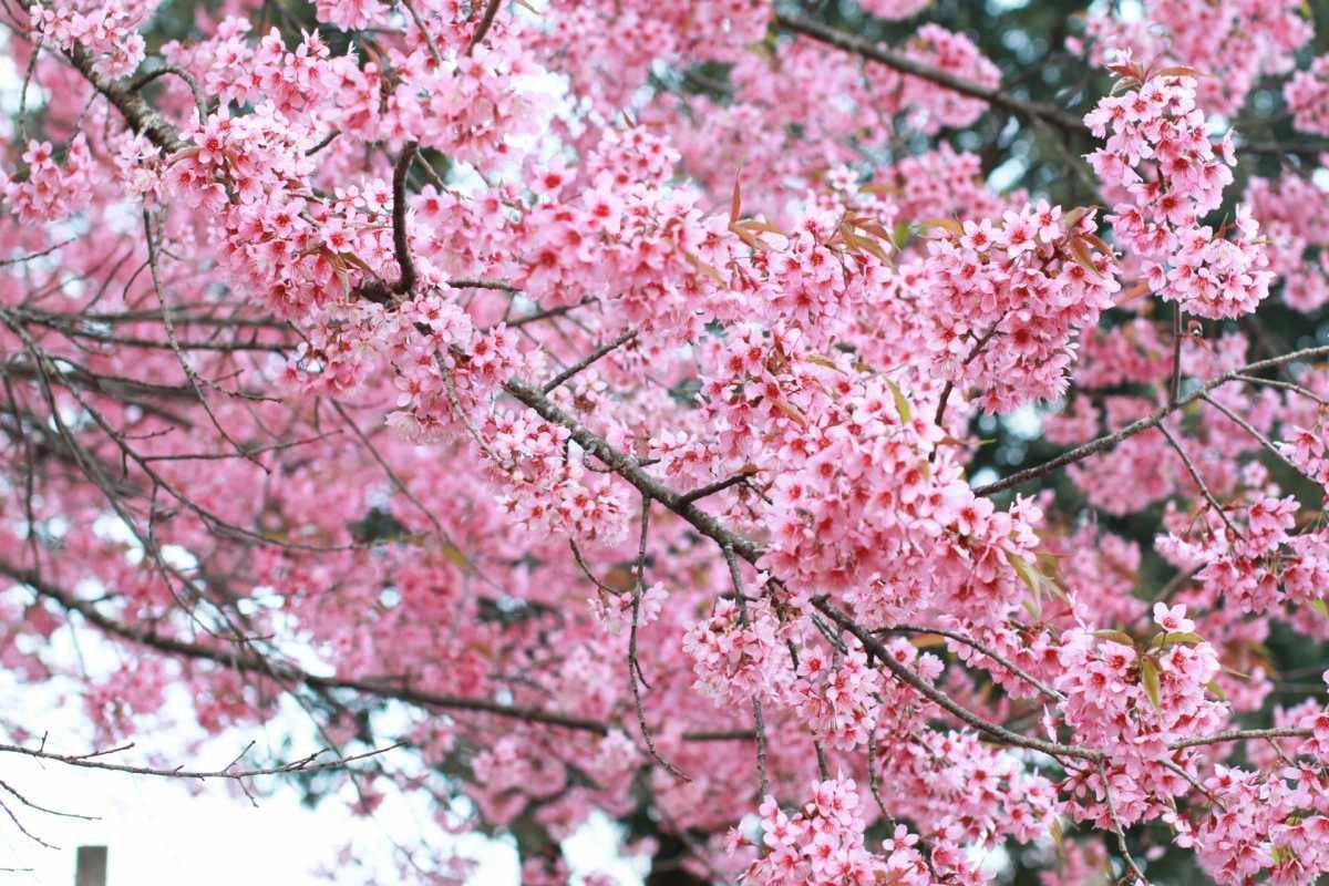 ต้นพญาเสือโคร่ง ซากุระเมืองไทย