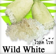 มะนาวคาเวียร์ มะนาวนิ้วมือ Finger Lime