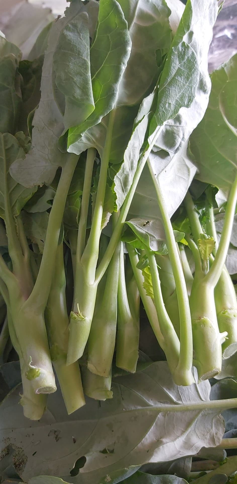 ผักคะน้าออร์แกนิค 100% บรรจุ 500 กรัม