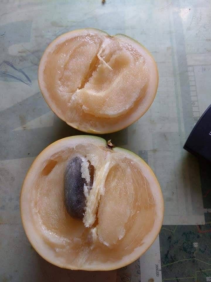 💥ต้นอะบิว เอบิวใต้หวัน ไม้ผลน่าปลูกอร่อยม๊าก