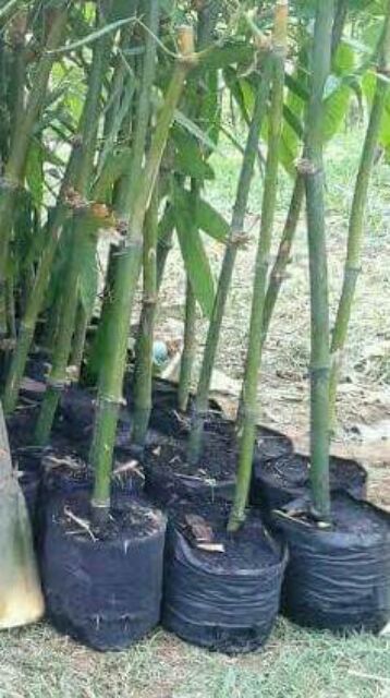 ไผ่ตงอินโด ขนาด 35-60 ชม.ราคาถูกๆจ้า