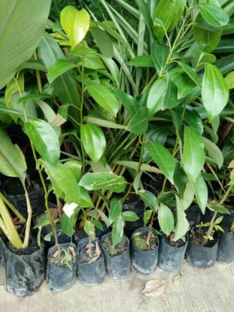 ต้นอบเชย ถุงชำพร้อมปลูก ค่ะ