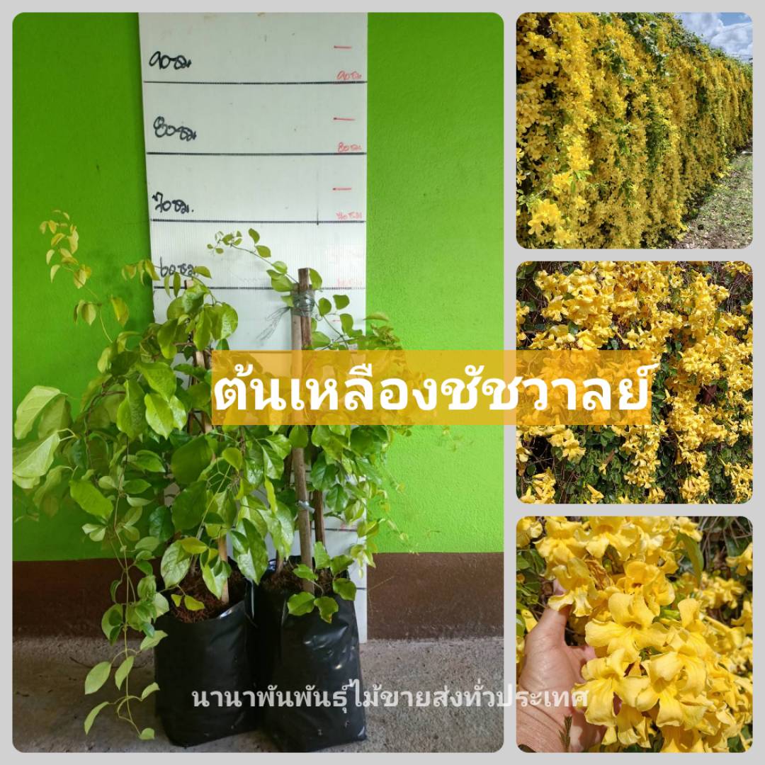 ต้นเหลิองชัชวาลย์ ไม้เถาไม้ทำซุ้ม ตกแต่งหน้าบ้าน สวนให้สวยงาม