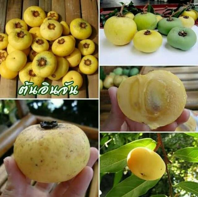 ต้นลูกจัน หรือ ต้นอินจัน ถุงชำพร้อมส่ง