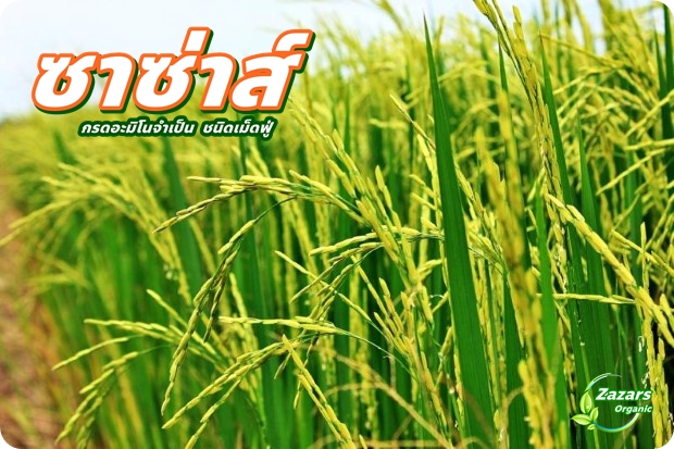 ซาซ่าส์ อะมิโนเข้มข้น ชนิดเม็ดฟู่