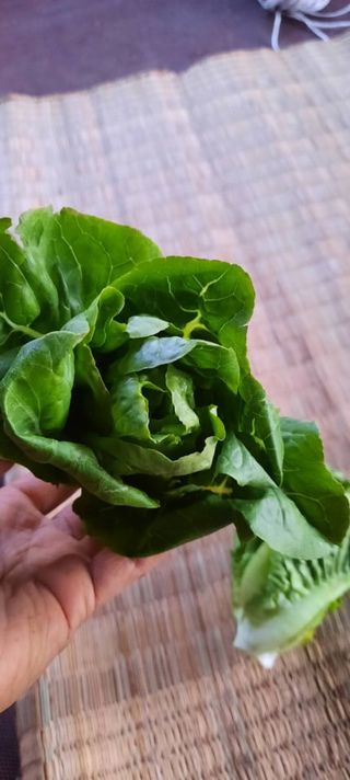 เบบี้คอส ออแกนิค