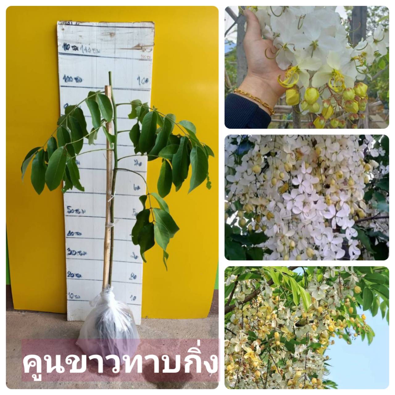 ต้นคูนขาว ทาบกิ่งสวยๆ
