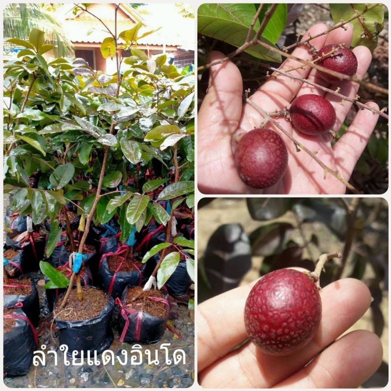 🩸#ต้นลำใยแดงอินโด ของแปลกต้องลอง
