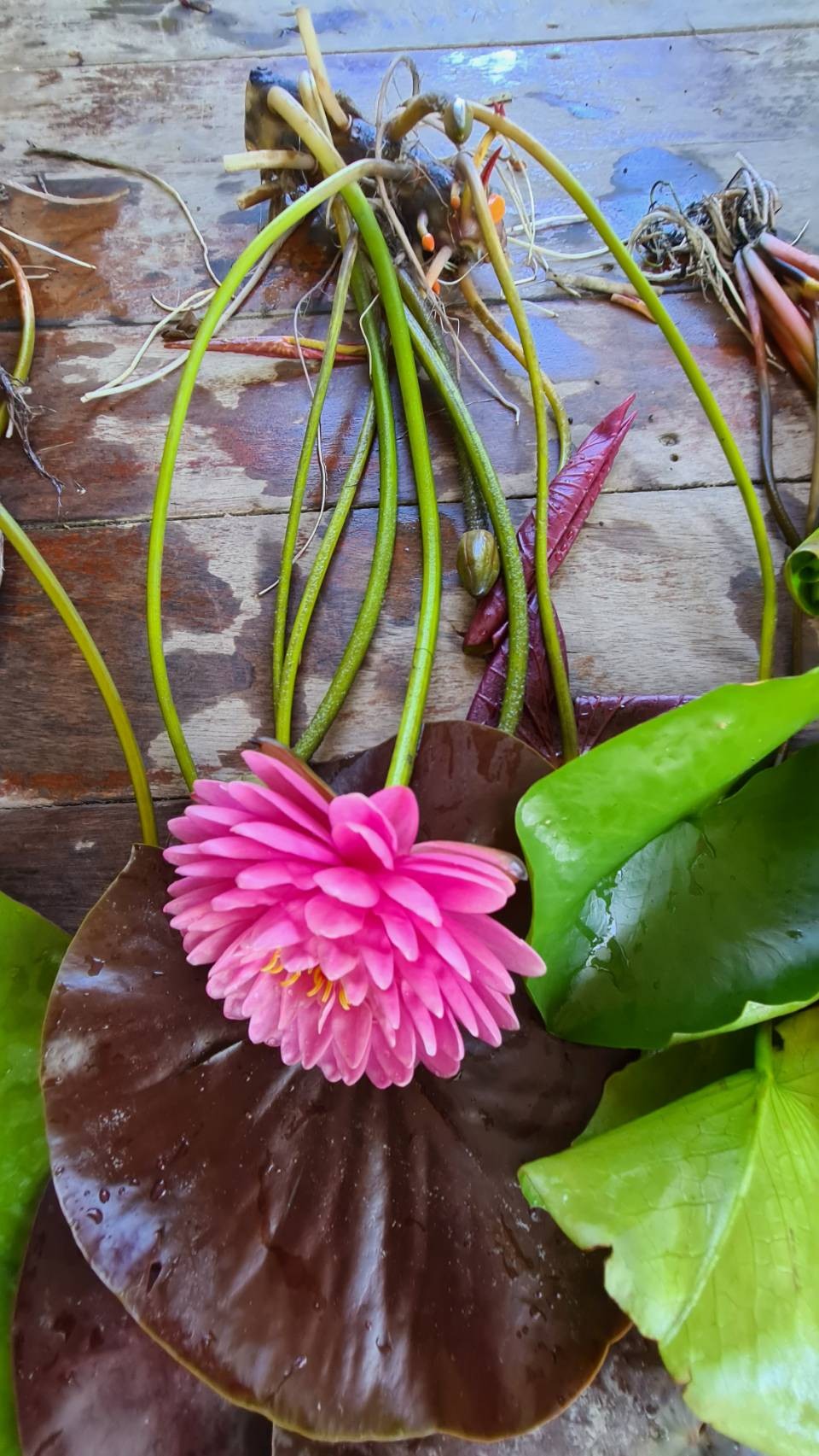 บัว มาลิกาญจน์ Malikarn บัวฝรั่งดอกช้อนสวยงาม