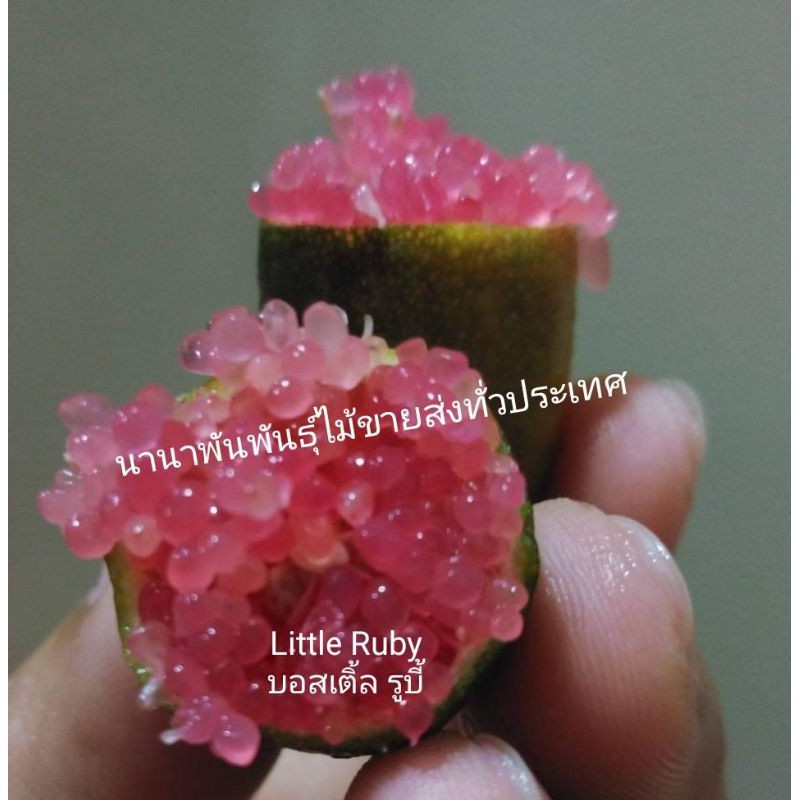 💢#ต้นมะนาวคาเวียร์พันธุ์ลิสเติ้ลรูบี้ Littel Ruby สีชมพูบานเย็นสดใส