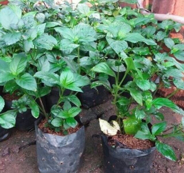 ต้นเนียมหอมหรือเนียมอ้ม chloranthus spicatus