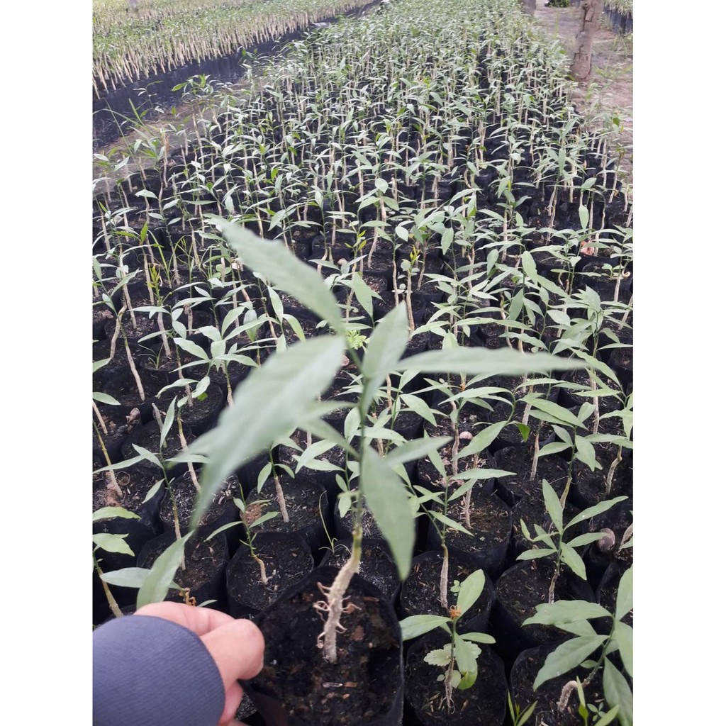 🍀#กล้าผักหวานป่า #ผักหวานป่าเพาะเมล็ด แบบชุด 10 ถุง20 ต้น 600 บ.