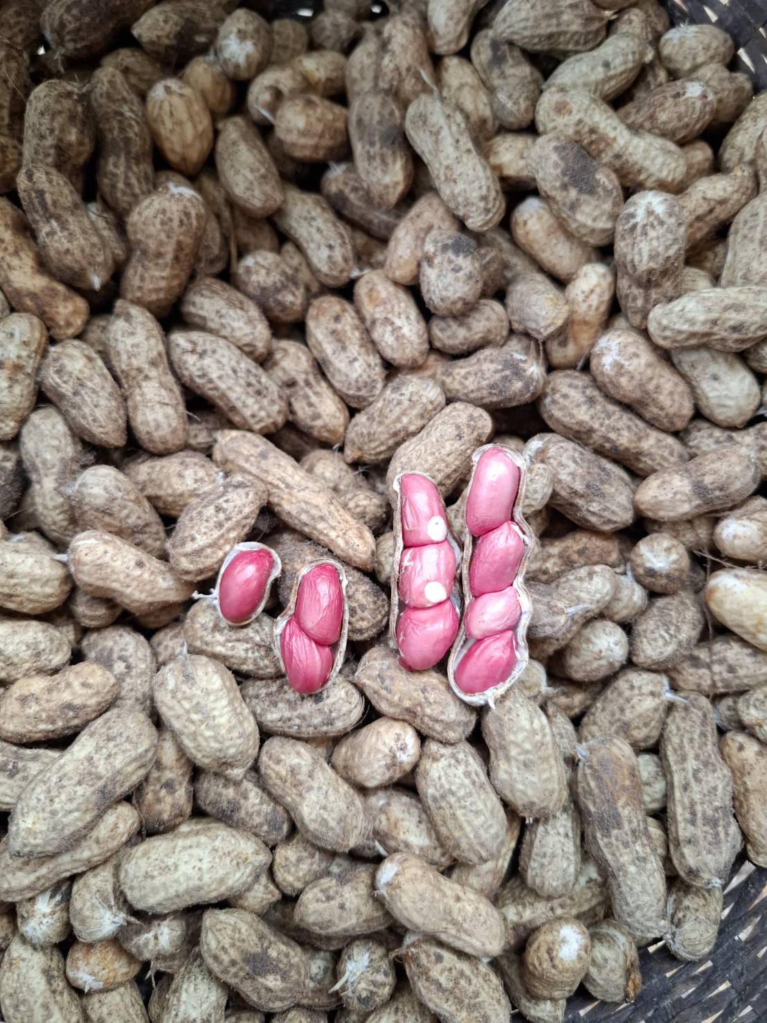 ถั่วลิสงสดอินทรีย์ไร้สารพิษ 500 กรัม