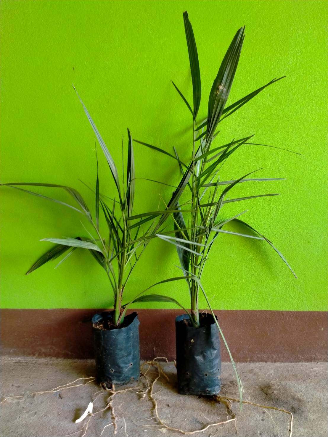 💢#ต้นอินทผาลัมสด เดกเลทนัวร์ " Date Palm : Deglet Nour "