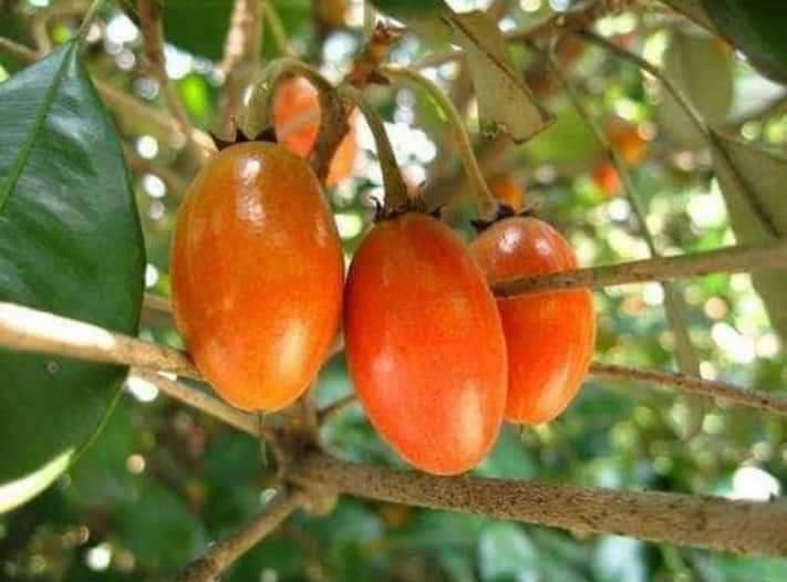 ต้นละมุดสีดา ทาบกิ่งสวยๆ