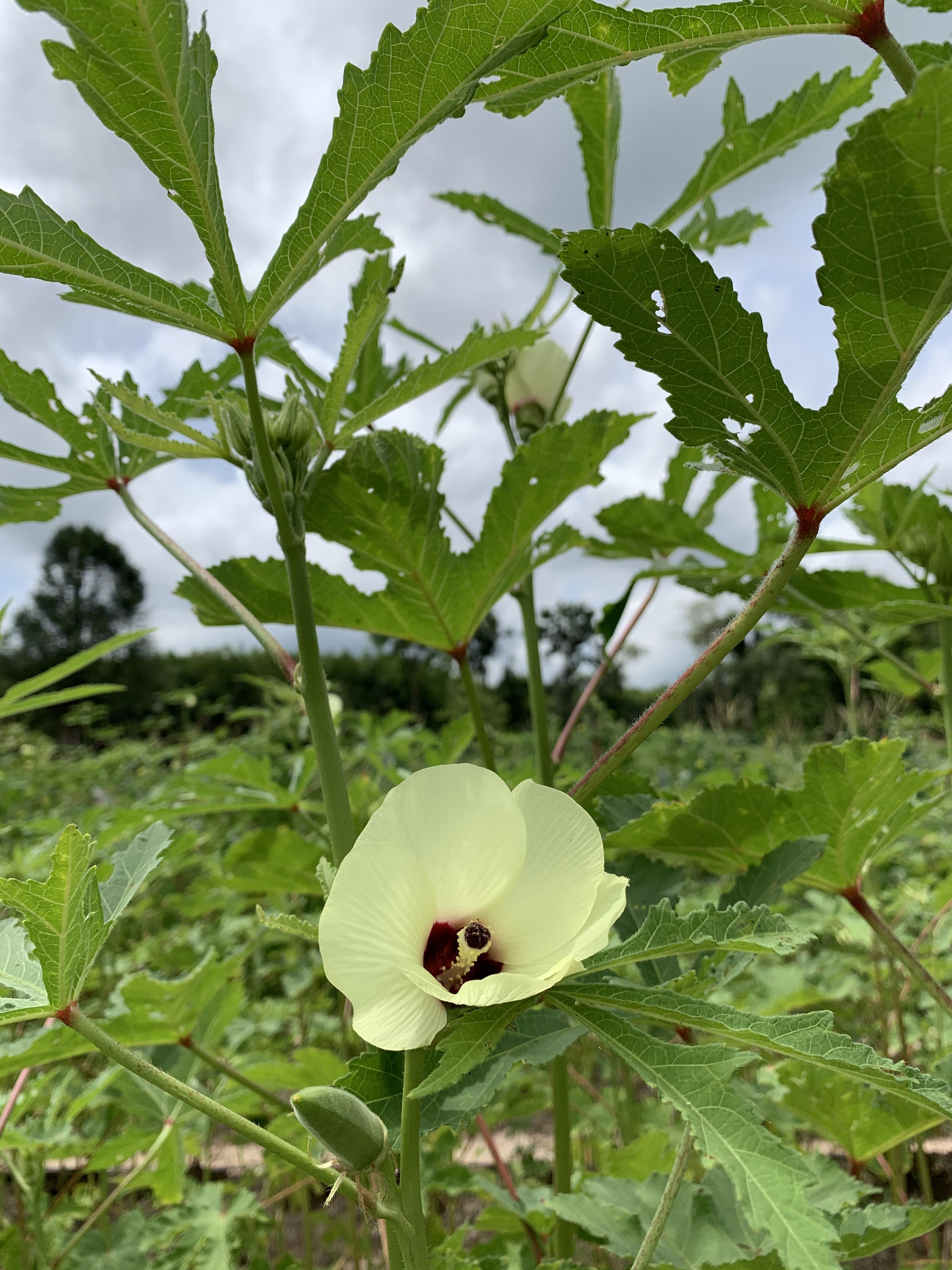 กระเจี๊ยบเขียวอินทรีย์ไร้สารพิษ 500กรัม