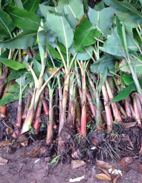 หน่อกล้วยงาช้าง พร้อมส่งสวยๆทุกต้นค่ะ