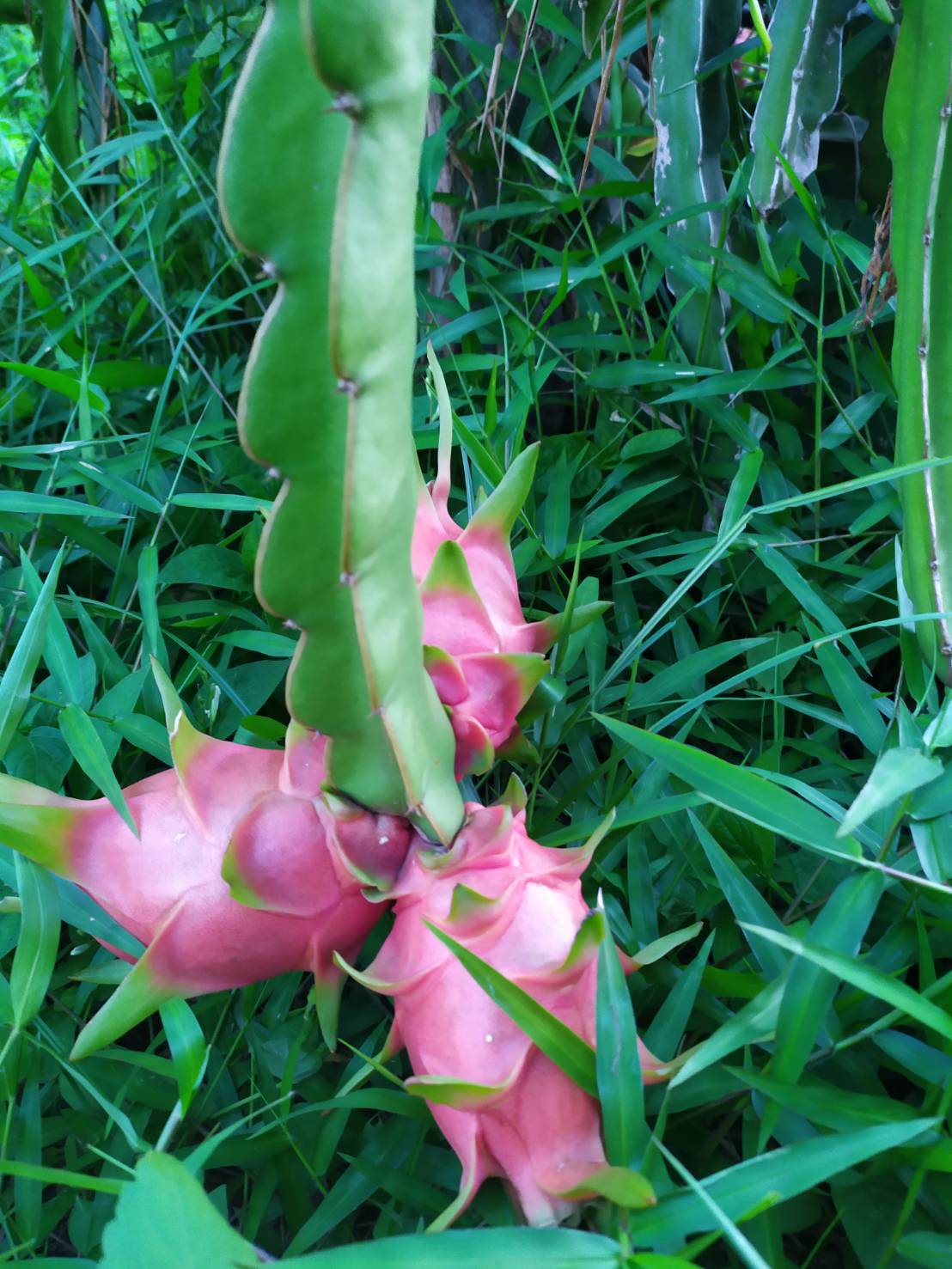 แก้วมังกรอินทรีย์ 2 กก.