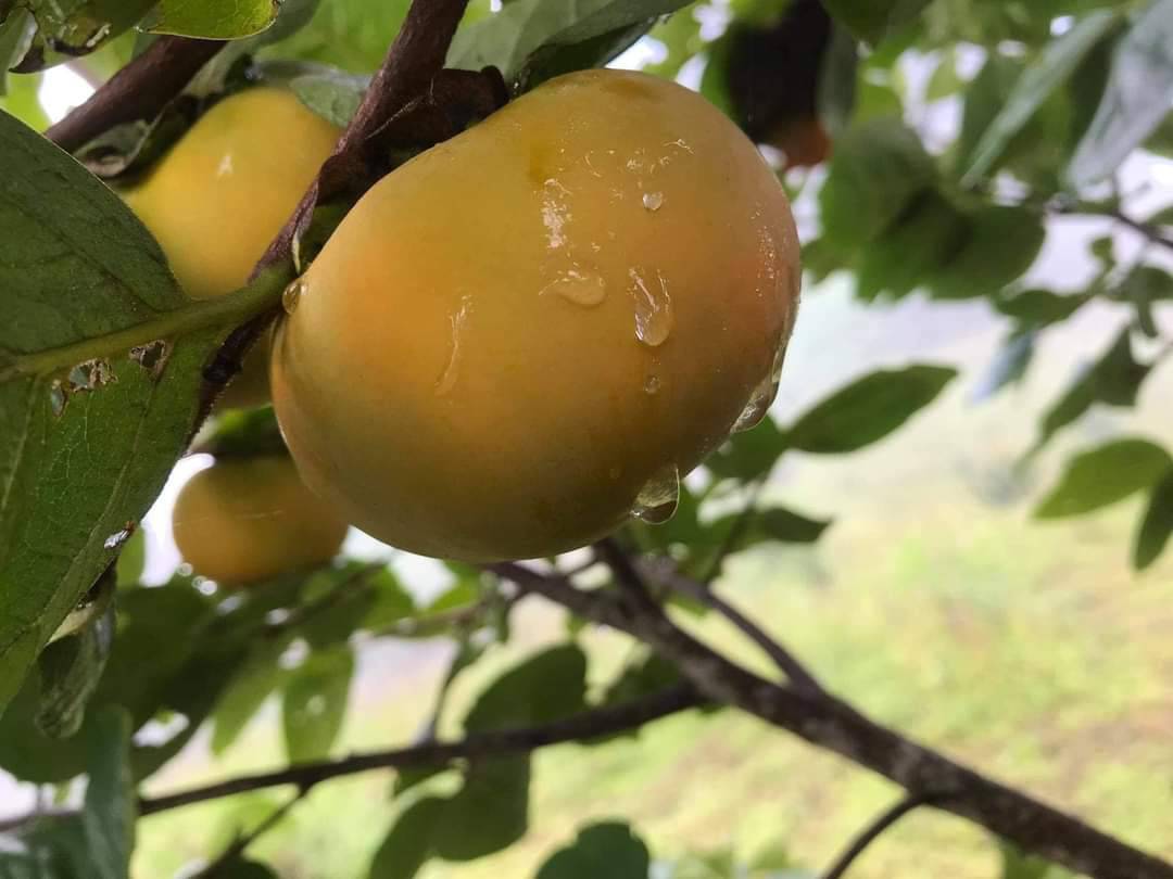 ต้นพลับฟู่ยู่ เสียบยอด