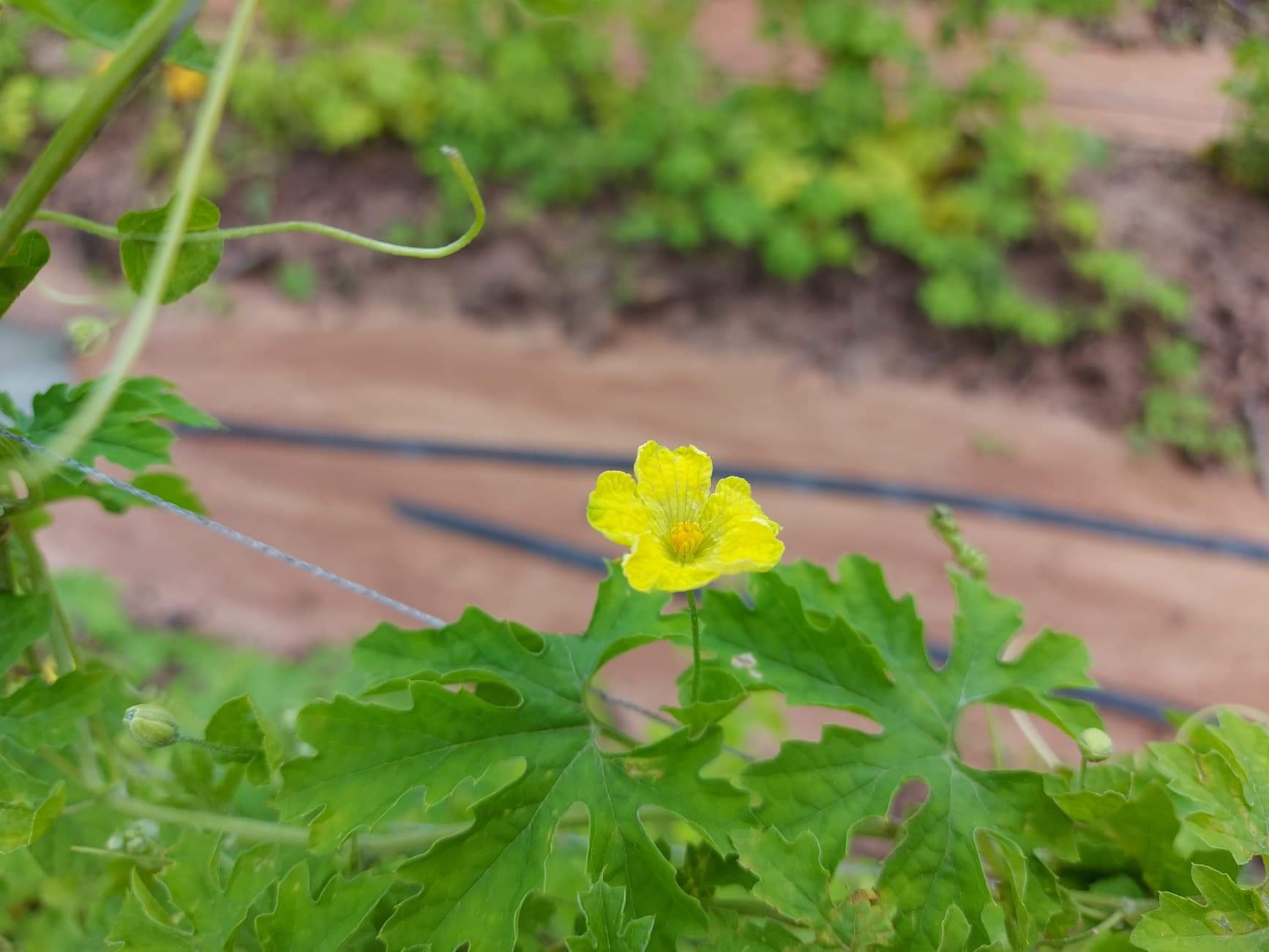 มะระญี่ปุ่นอินทรีย์ไร้สารพิษ