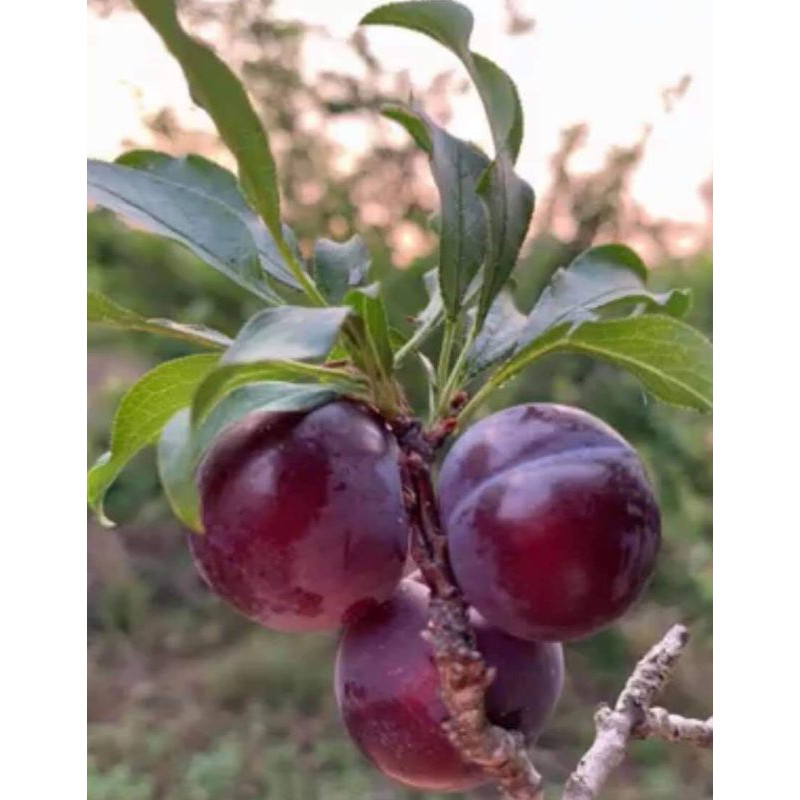 💢ต้นเชอรี่ดอย พร้อมปลูกจ้า