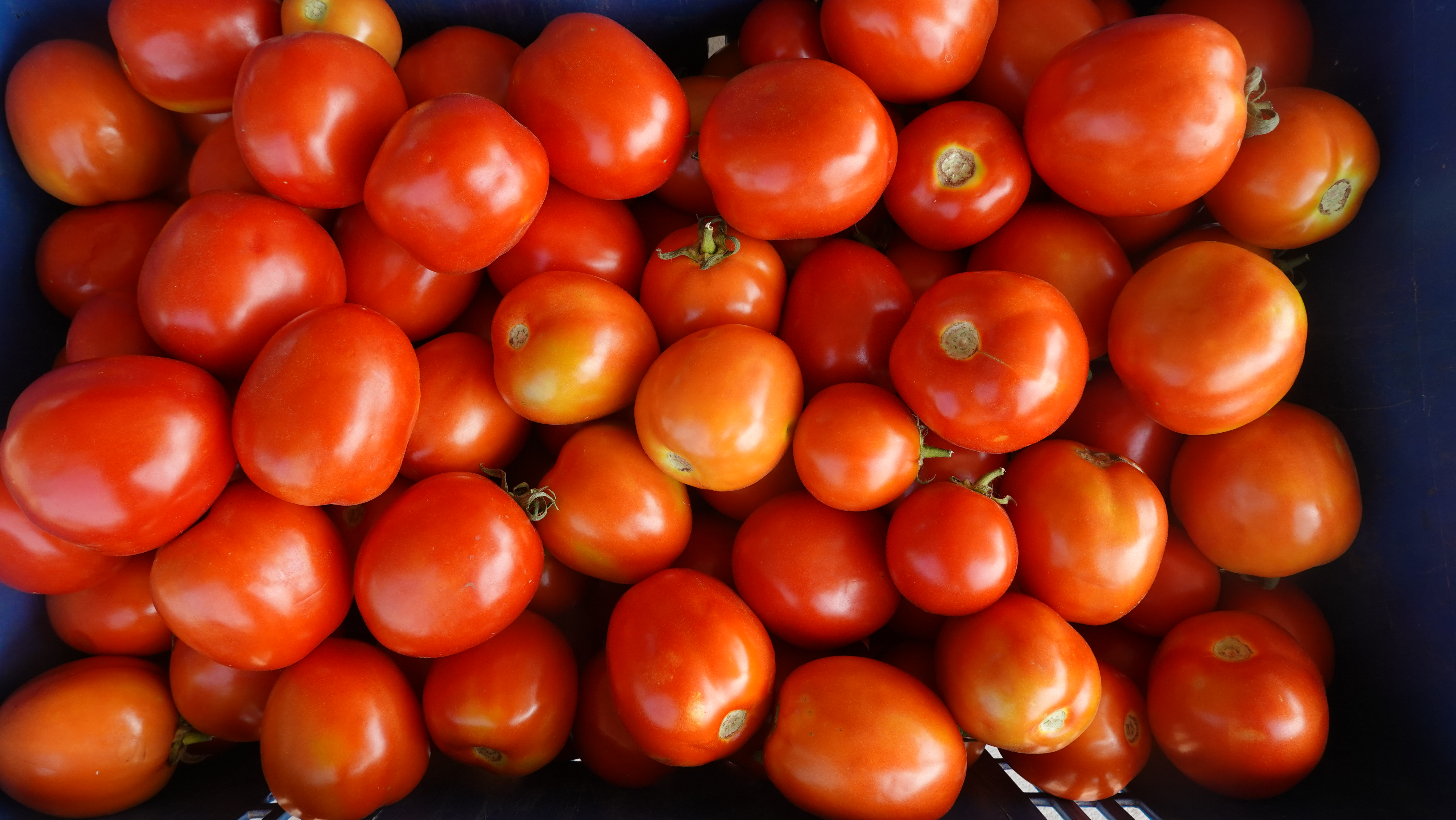 มะเขือเทศลูกท้ออินทรีย100%