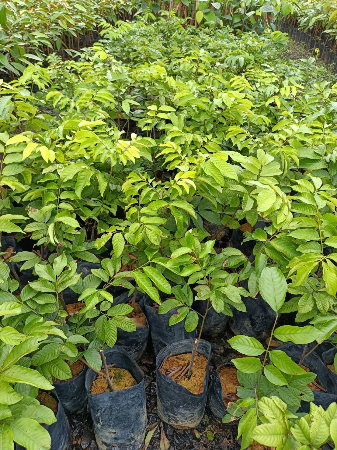 ต้นเงาะลิ้นจี่ ไม้แปลกสามารถปลูกในไทยให้ผลแล้ว