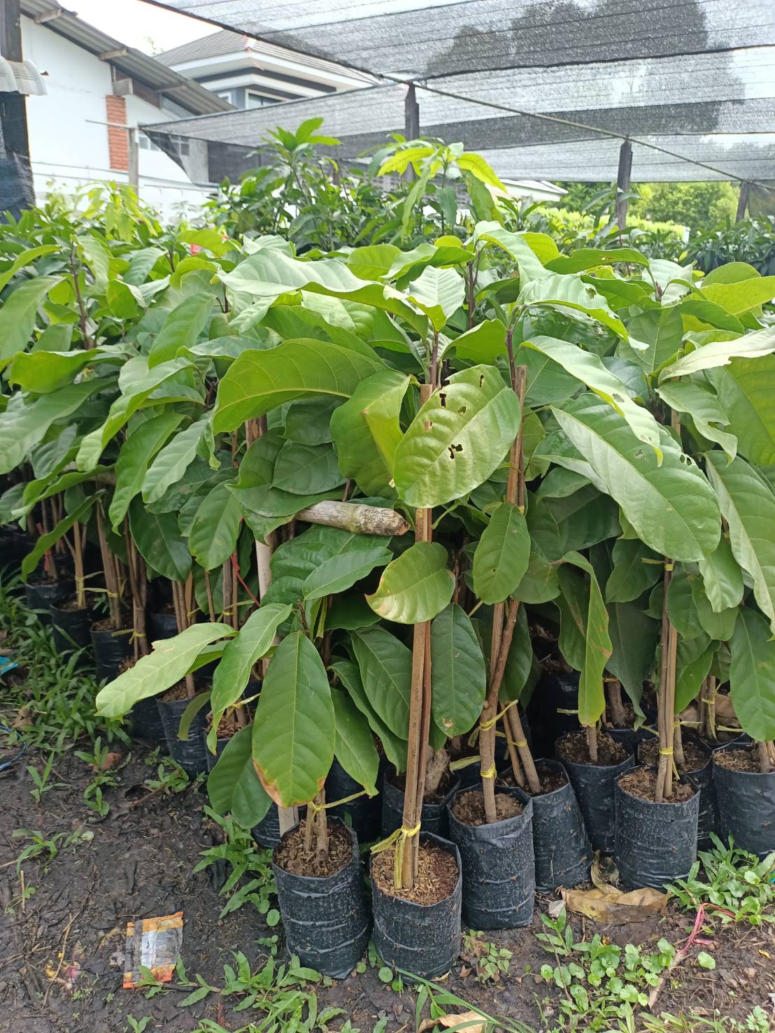 #ต้นเกาลัดไทย ต้นทาบ รสชาดหวานมันอร่อย