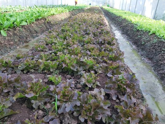 สลัดรวม กรีนโอ๊ค อินทรีย์ 500 กรัม