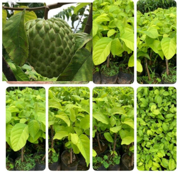 ต้นน้อยหนาเพชรปากช่อง 50-60 ชม.