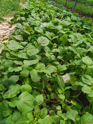 ผักโขม 500 กรัม