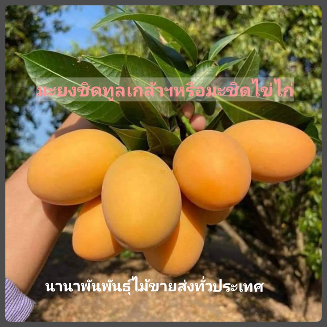 ต้นมะยงชิดทูลเกล้าหรือมะยงชิดไข่ไก่ ต้นทาบสวยๆพร้อมส่งคะ