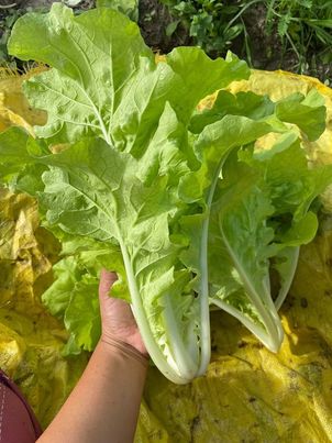 ผักกาดขาว ออแกนิค