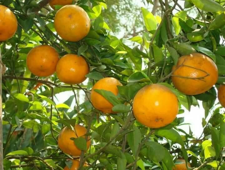 ส้มสีทอง ส้มเขียวหวาน