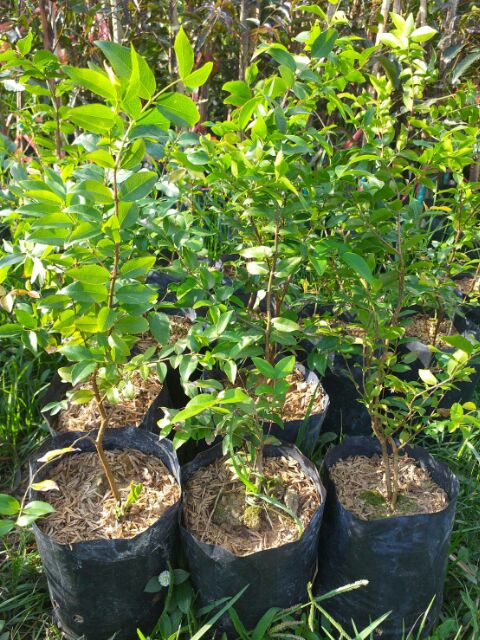 ต้นองุ่นบราซิล ขนาด 20 ชมราคาถูกๆค่ะ