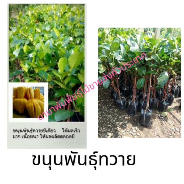ต้นขนุนพันธุ์ทวาย ขนุนพันธุ์ทวายออกลูกเร็ว ลูกดกตลอดปีเนื้อหนาคนโบราณนิยมปลูกขนุนเพื่อเป็นไม้มงคลหนุนนำคนในบ้านให้เจริญ